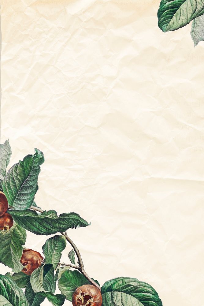 Vintage medlar fruit frame on cream wrinkle paper background design element