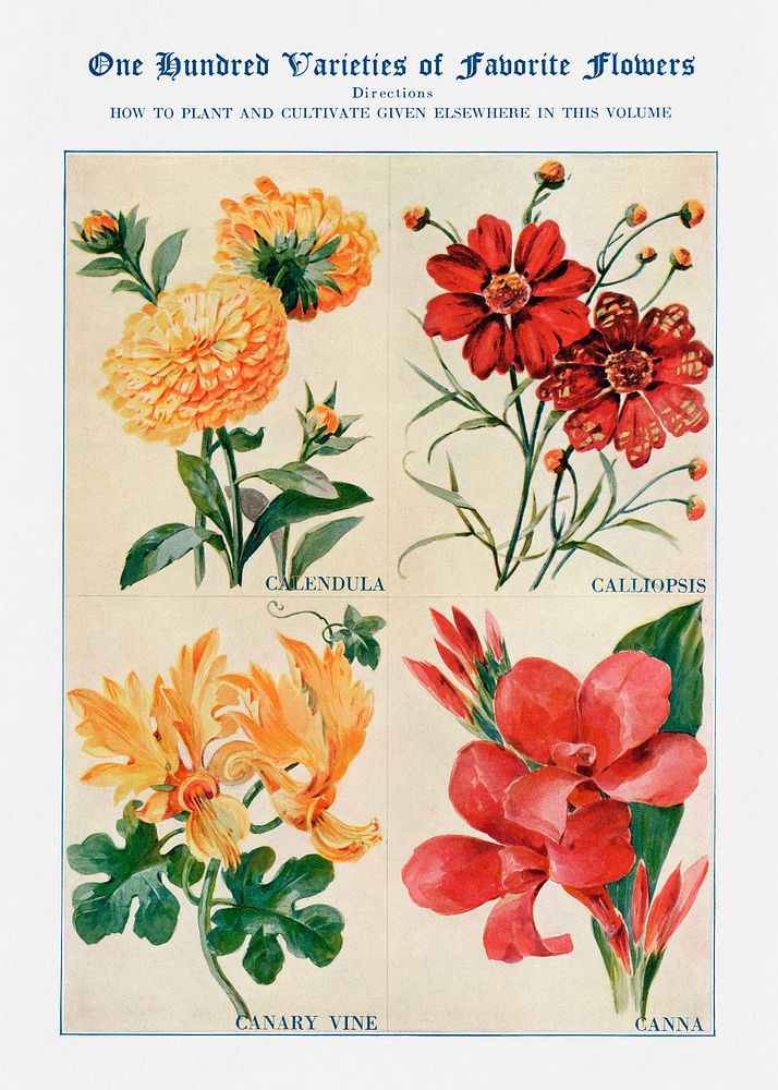 Flower watercolor illustration. Digitally enhanced from our own original copy of The Open Door to Independence (1915) by…