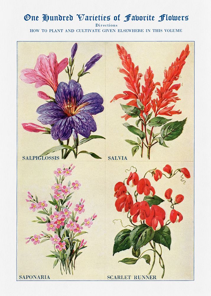 Flower watercolor illustration. Digitally enhanced from our own original copy of The Open Door to Independence (1915) by…