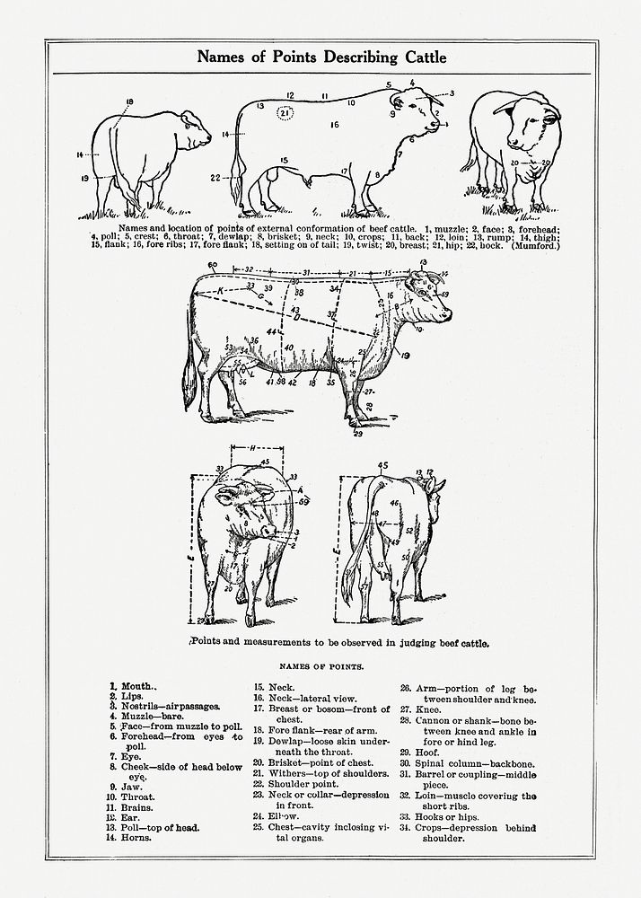 Vintage cow anatomy drawing. Digitally enhanced from our own original copy of The Open Door to Independence (1915) by Thomas…