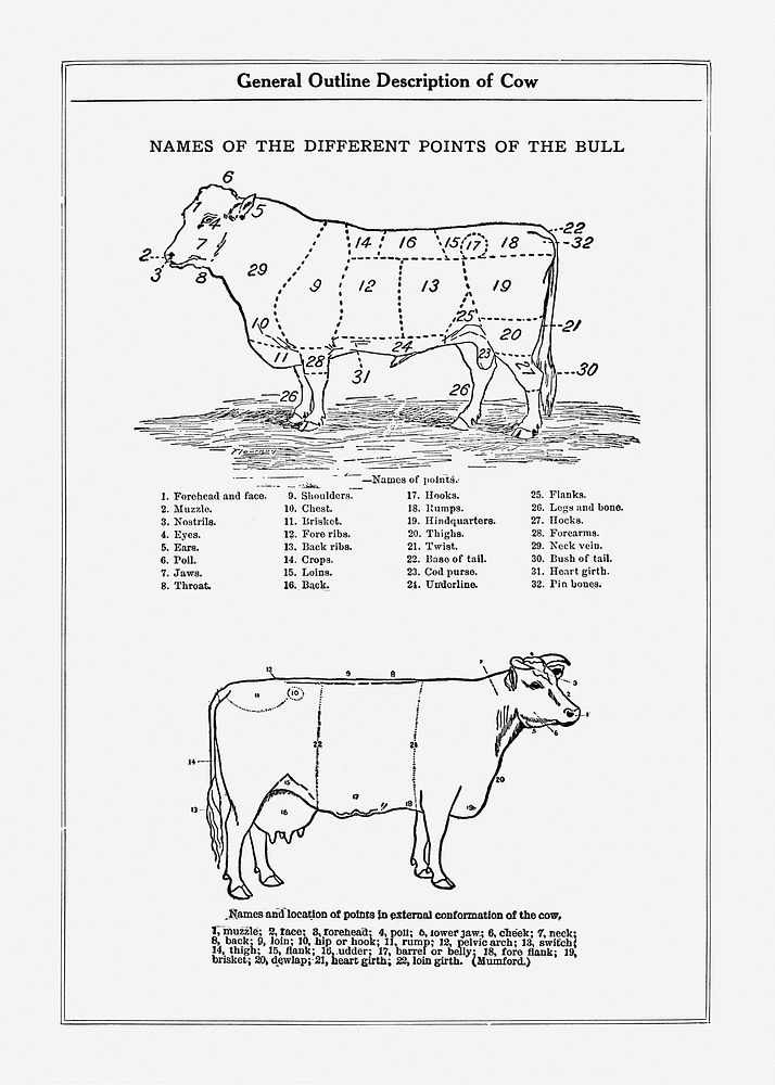 Vintage cow anatomy drawing. Digitally enhanced from our own original copy of The Open Door to Independence (1915) by Thomas…