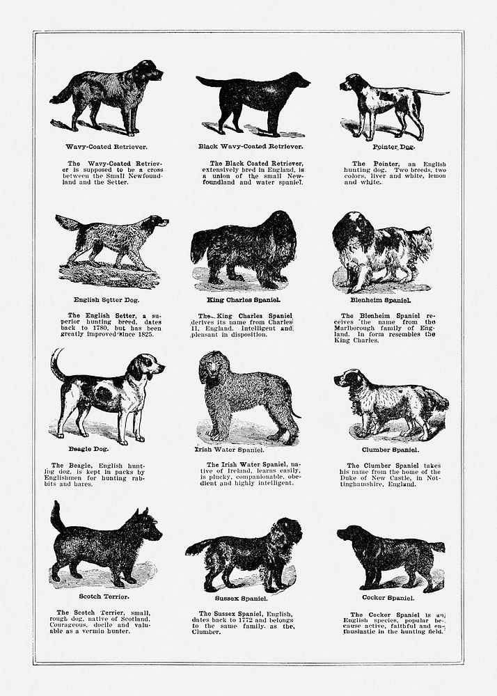 Dog breeds poster. Digitally enhanced from our own original copy of The Open Door to Independence (1915) by Thomas E. Hill. 