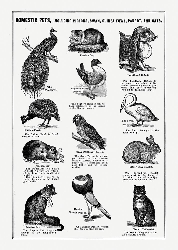 Bird breeds poster. Digitally enhanced from our own original copy of The Open Door to Independence (1915) by Thomas E. Hill. 