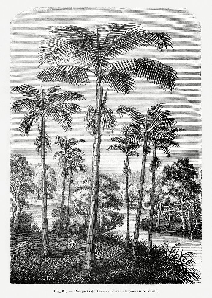 Vintage palm tree illustration. Digitally enhanced from our own original copy of Les Palmiers Histoire Iconographique…
