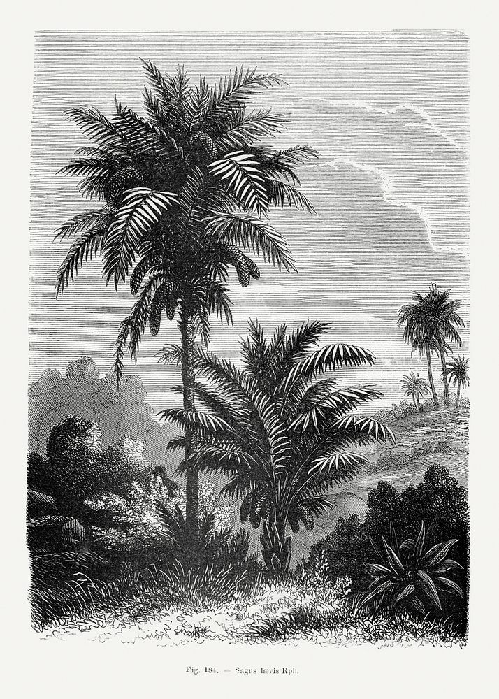 Classic nature landscape drawing with palm trees Digitally enhanced from our own original copy of Les Palmiers Histoire…