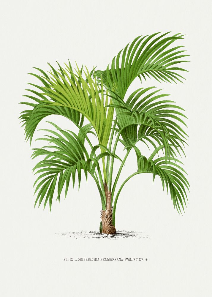 Vintage palm tree illustration. Digitally enhanced from our own original copy of Les Palmiers Histoire Iconographique…