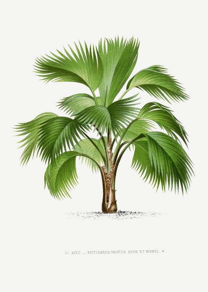 Vintage palm tree illustration. Digitally enhanced from our own original copy of Les Palmiers Histoire Iconographique…