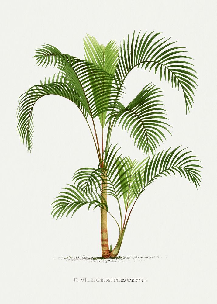 Vintage palm tree illustration. Digitally enhanced from our own original copy of Les Palmiers Histoire Iconographique…