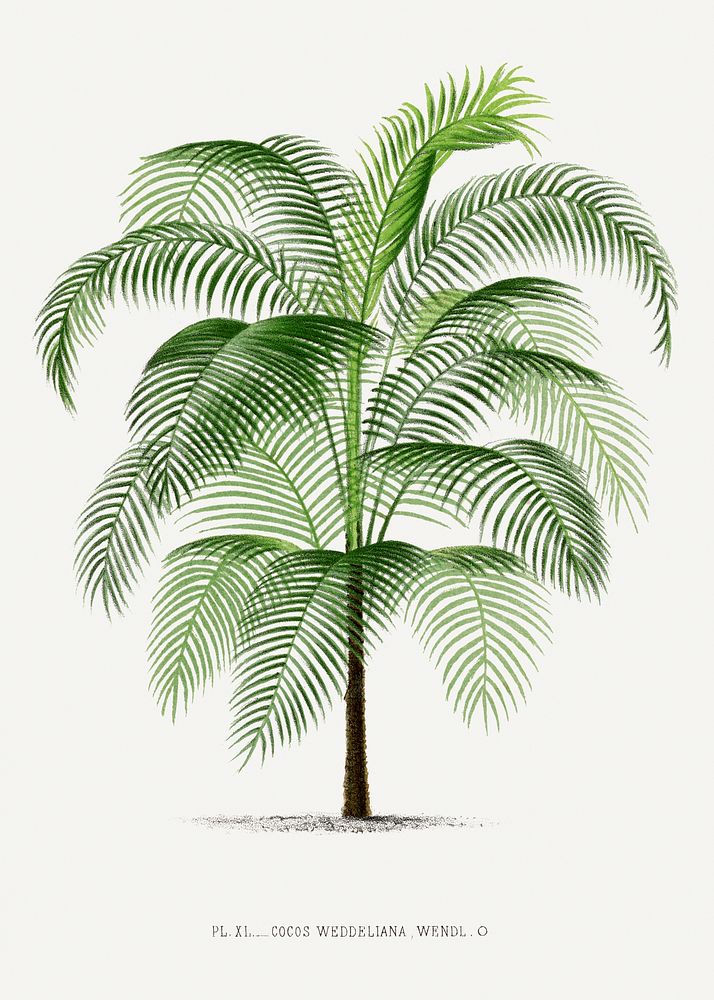 Vintage palm tree illustration. Digitally enhanced from our own original copy of Les Palmiers Histoire Iconographique…