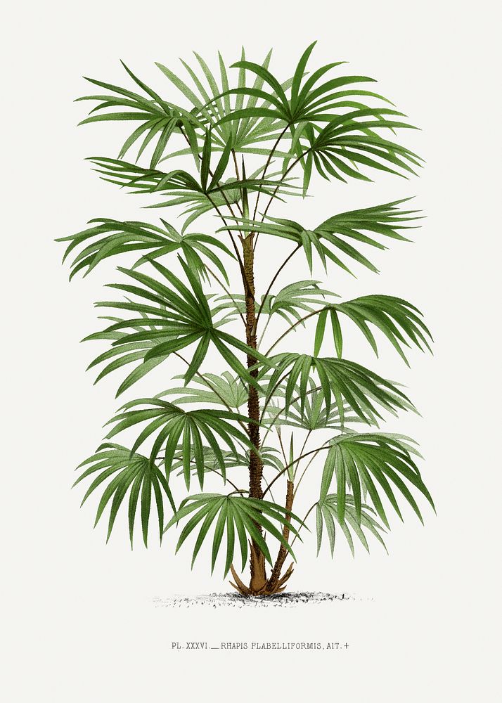 Vintage palm tree illustration. Digitally enhanced from our own original copy of Les Palmiers Histoire Iconographique…