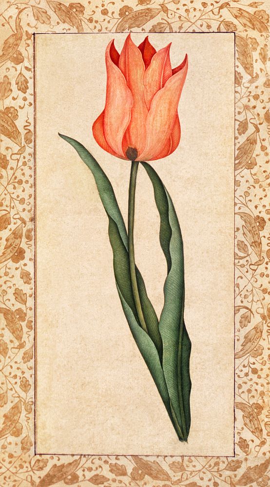 Tulip (1708&ndash;1709). Original from the Los Angeles County Museum of Art. Digitally enhanced by rawpixel.