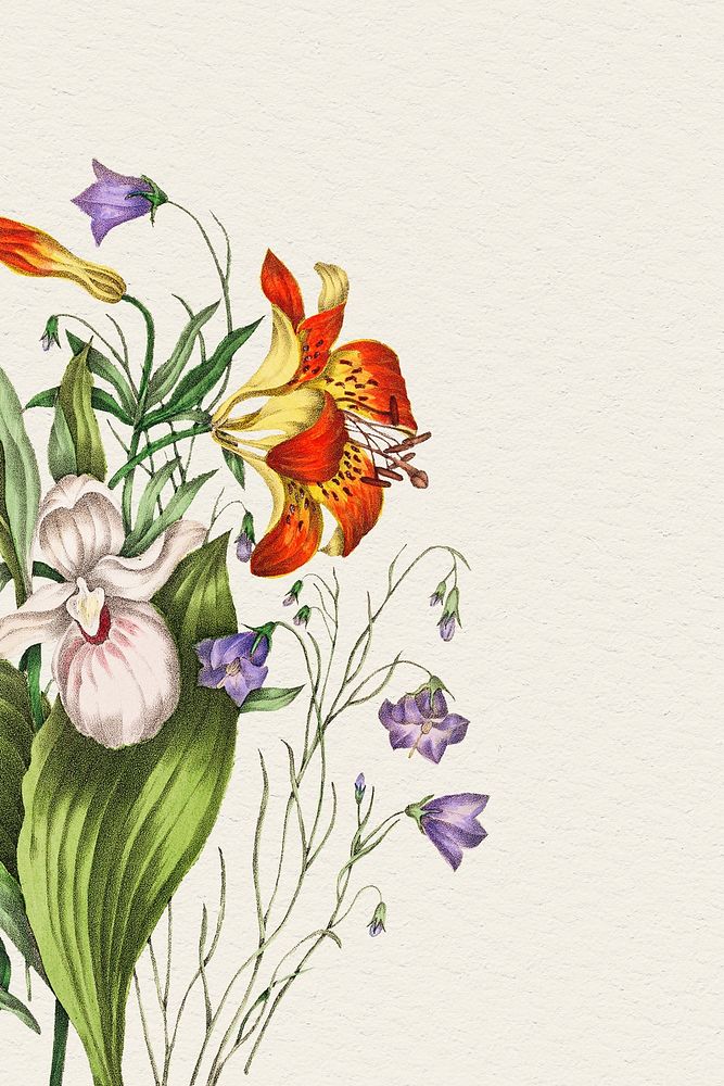 Wild Orange Red Lily, Harebell, and Showy Ladys Slipper flower bouquet illustration