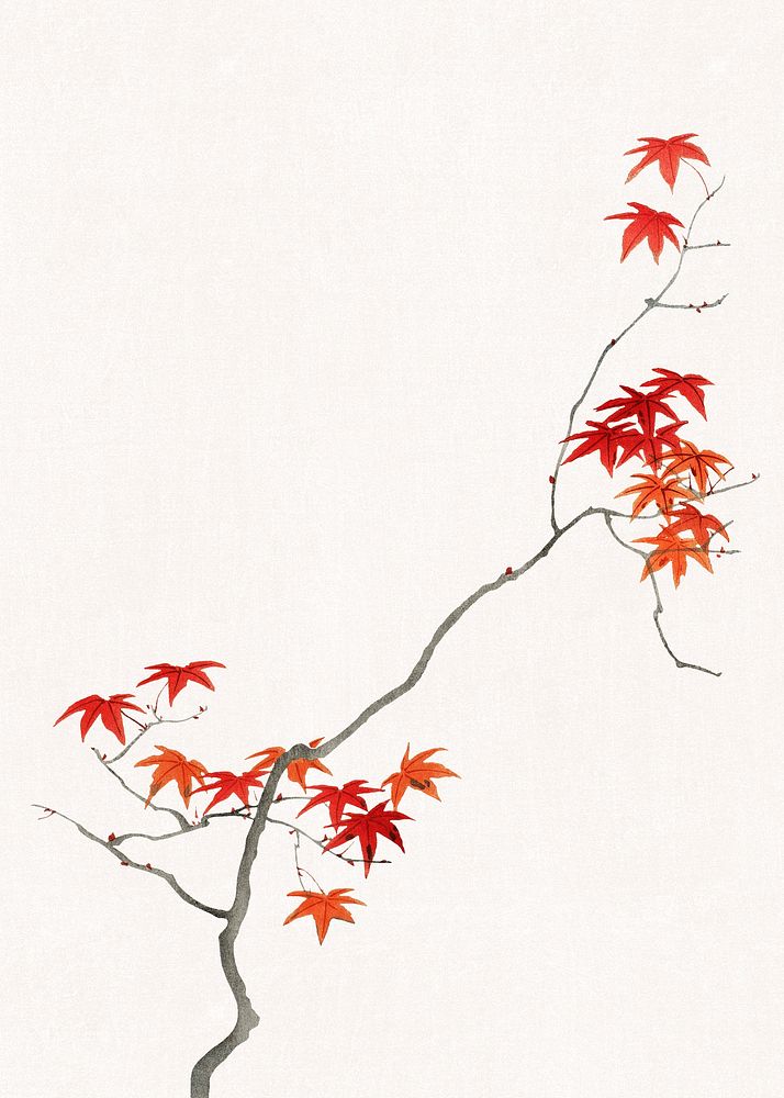 Traditional Japanese maple leaf ornamental psd element, artwork remix from original print by Watanabe Seitei