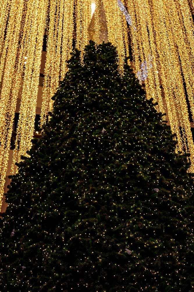 Large illuminated Christmas tree