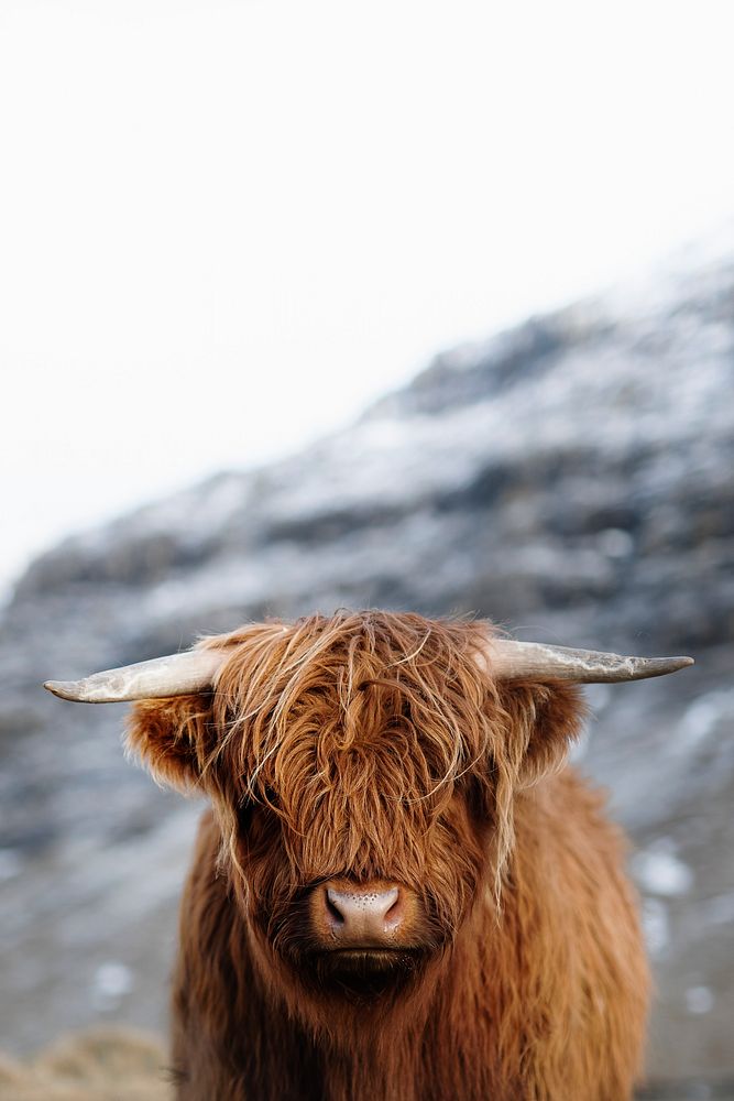 Scottish highland calf in the field
