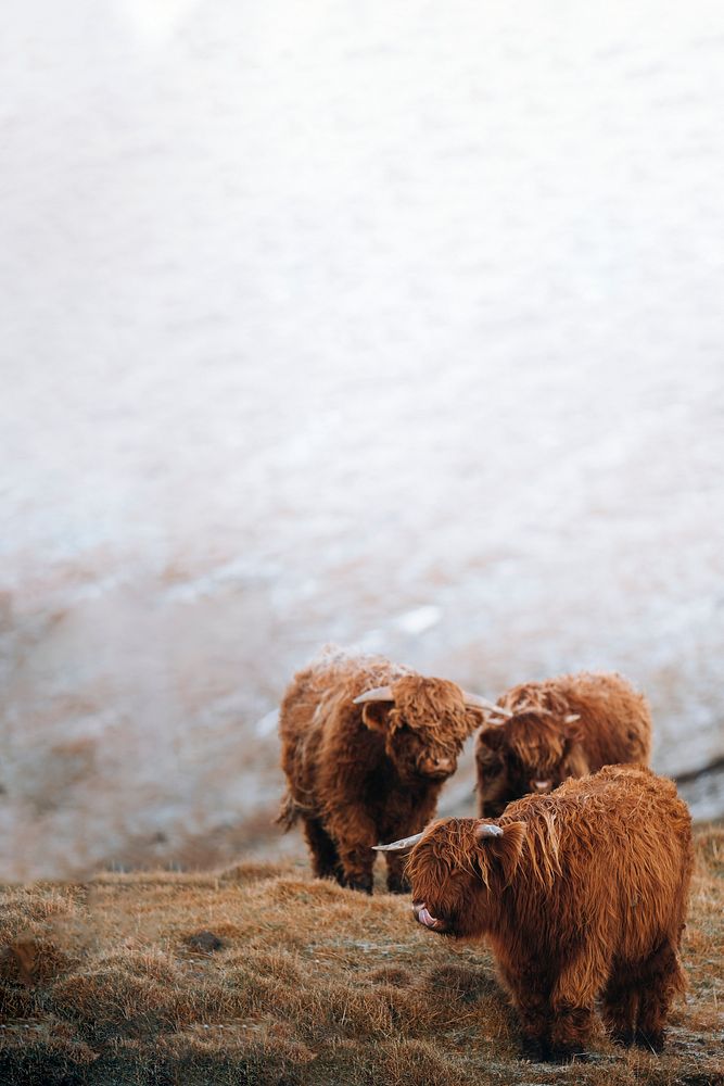 Scottish highland calves in the field