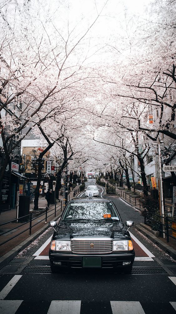 White Sakura blooming street side in Japan