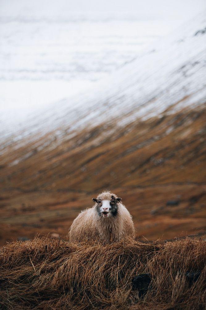Faroe sheep in the field