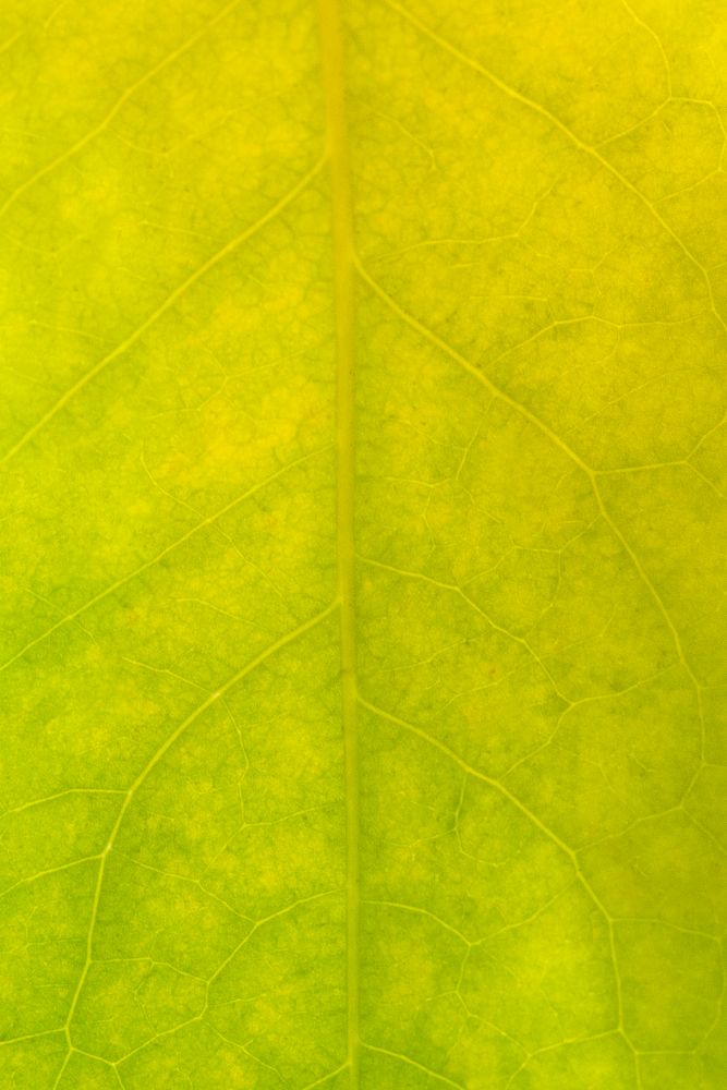 Star gooseberry leaf texture macro photography