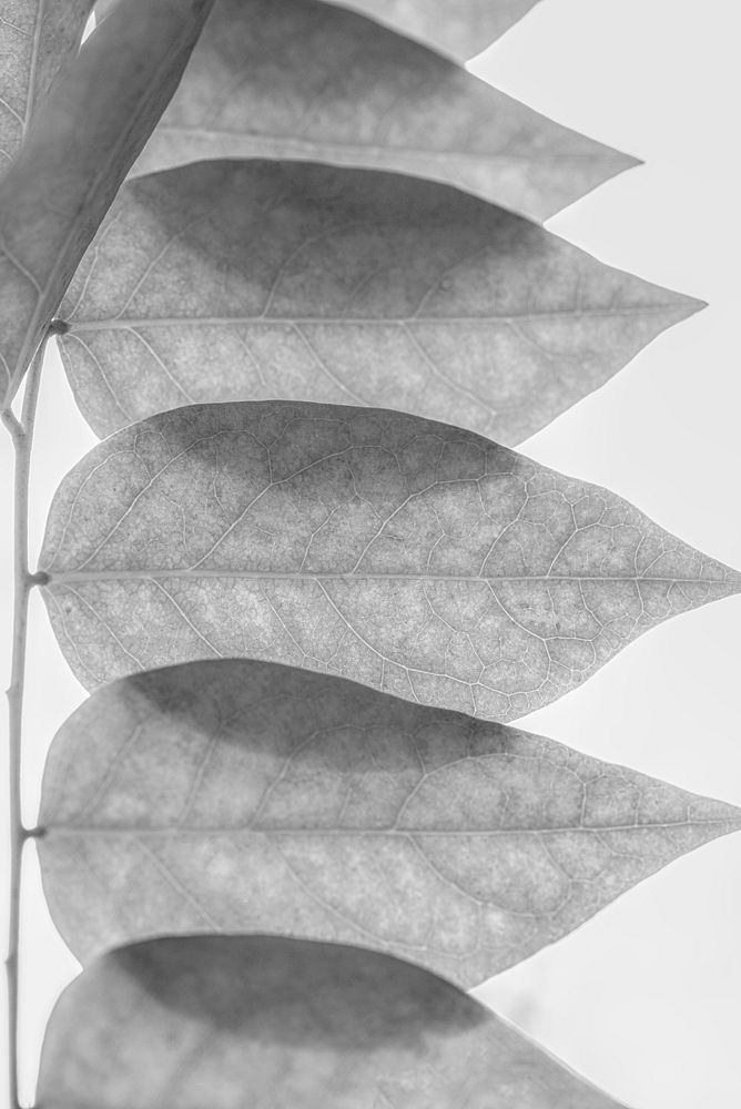 Star gooseberry leaves in black and white effect macro photography