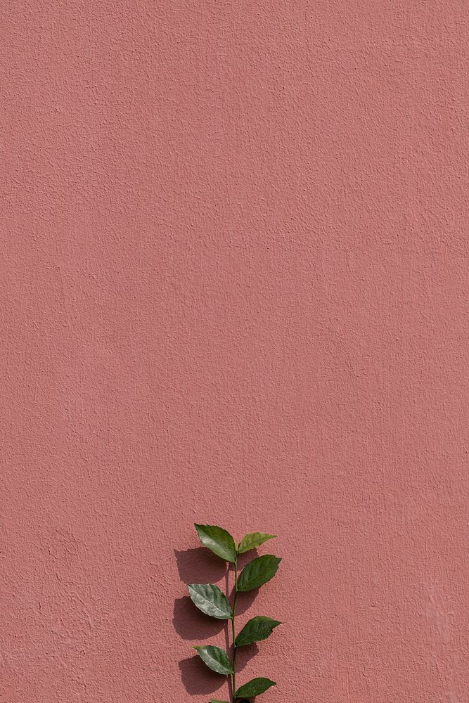 Green plant branch on a painted brick wall in natural light background