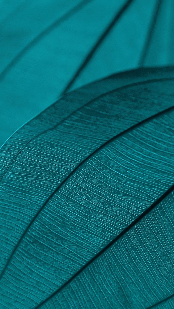 Line art pattern on blue spade-leaf sword or creeping burhead leaf texture macro photography mobile wallpaper