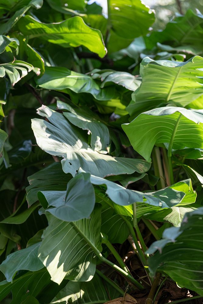Monstera deliciosa plant leaves in a garden