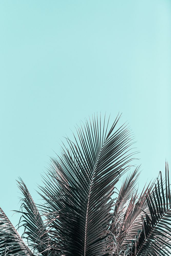Coconut palm trees with blue sky background