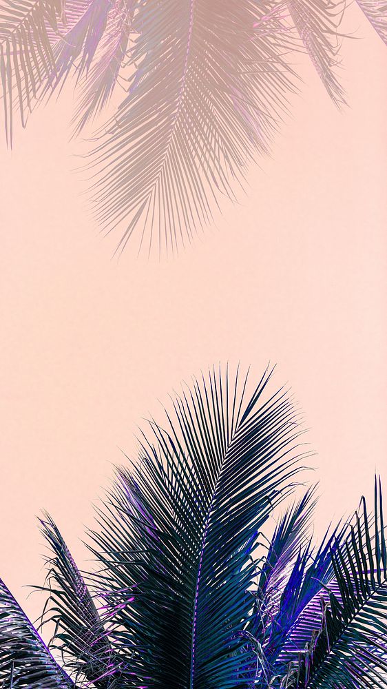 Coconut palm leaves mobile wallpaper