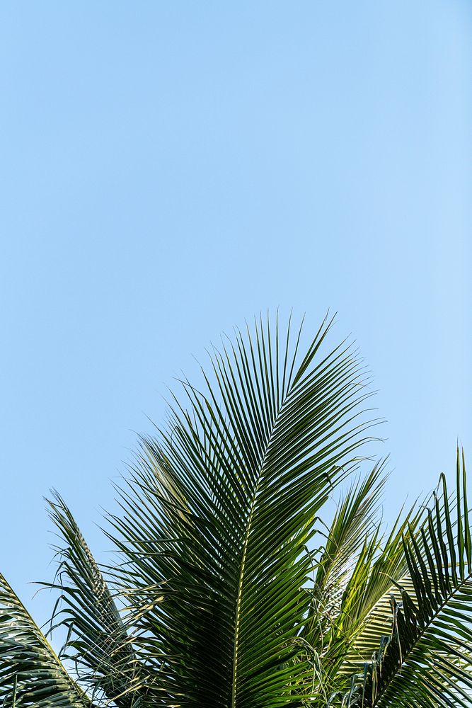Coconut palm leaves on blue sky background