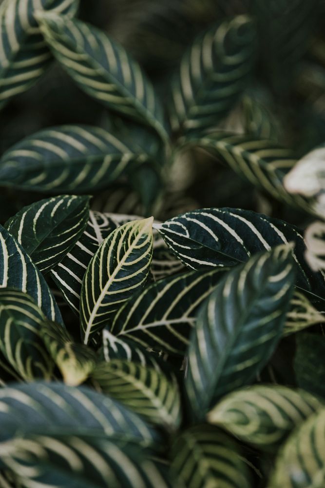 Nautral green zebra plant bush