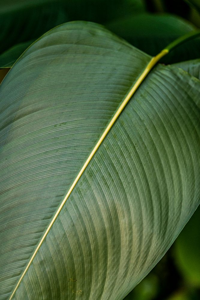 Bird of paradise or crane flower leaves in natural light macro photography