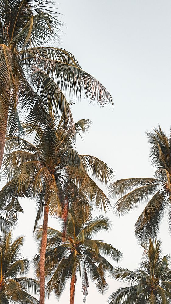 Palm trees iPhone wallpaper, wanderlust sky background