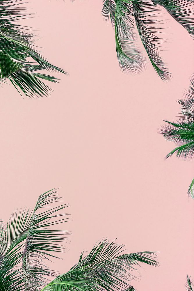 Tropical green palm leaves on  pink background