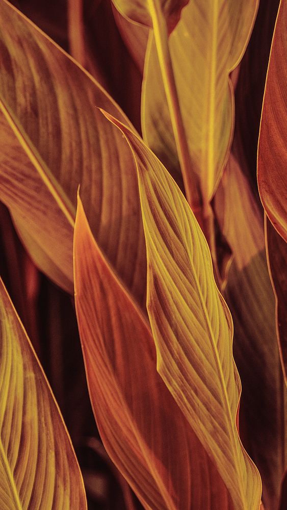 Nature phone wallpaper, brown calathea leaves mobile background