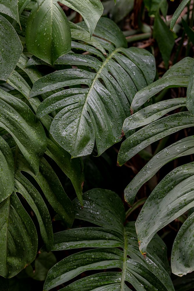 Wet Monstera deliciosa plant leaves in a garden