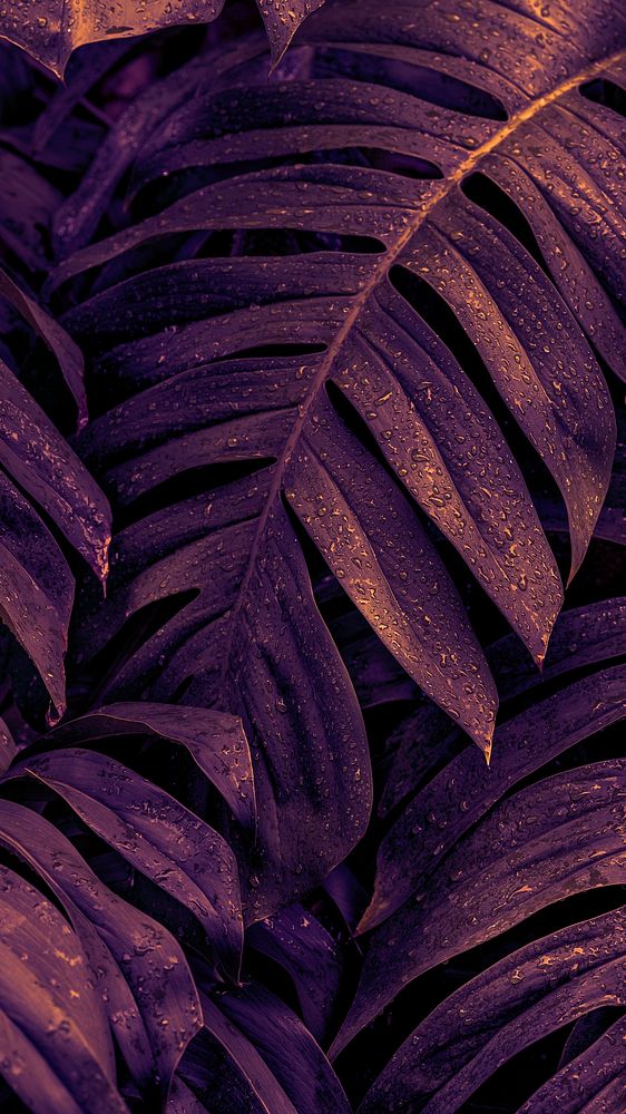 Dark iPhone wallpaper, tropical leaves background