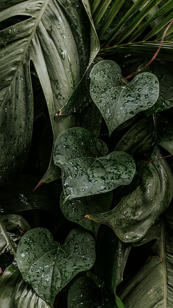 Wet monstera plant leaves mobile wallpaper