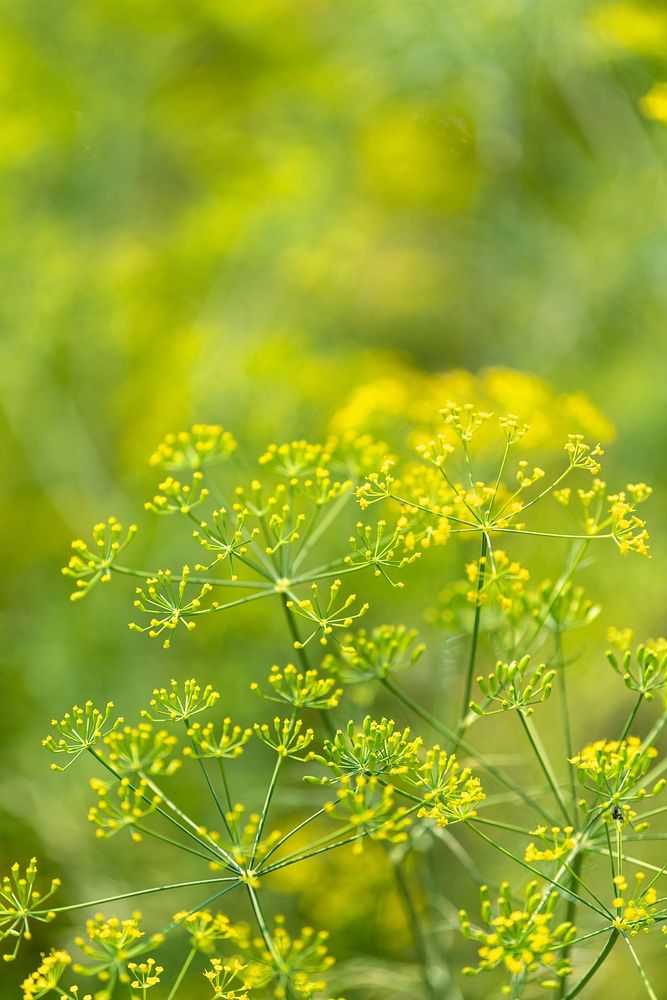 Natural yellow dill flowers in a field