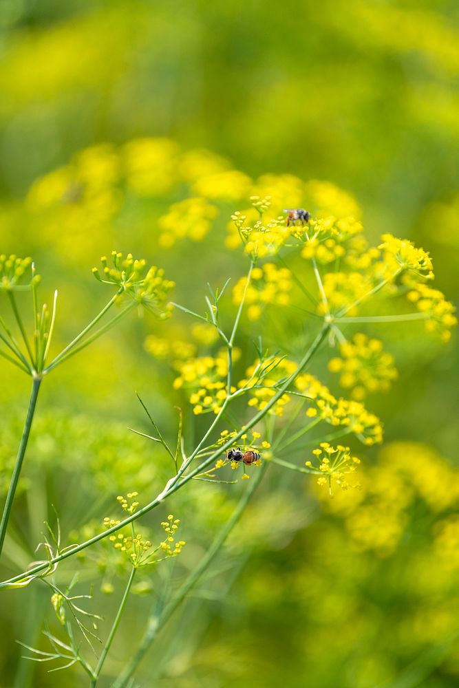 Bees pollinating a yellow plant in the wild