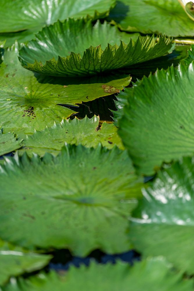 Shiny green water lily leaves in pond