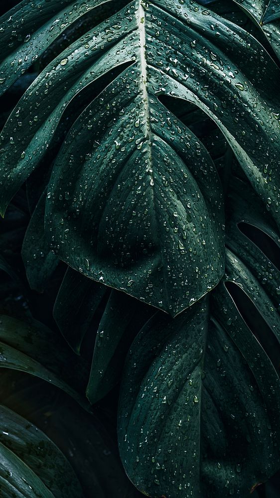 Green leaf iPhone wallpaper, natural background