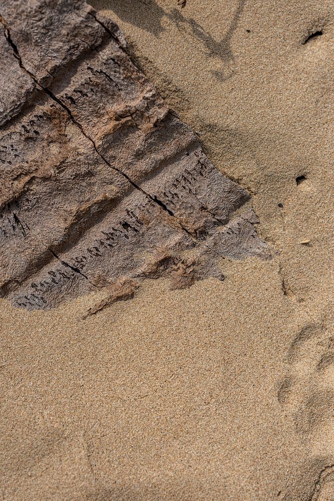 Natural sand with a piece of wood textured background