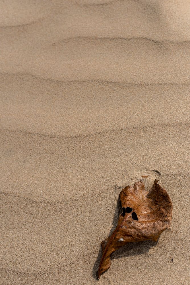 Brown leaf lying on the beach background