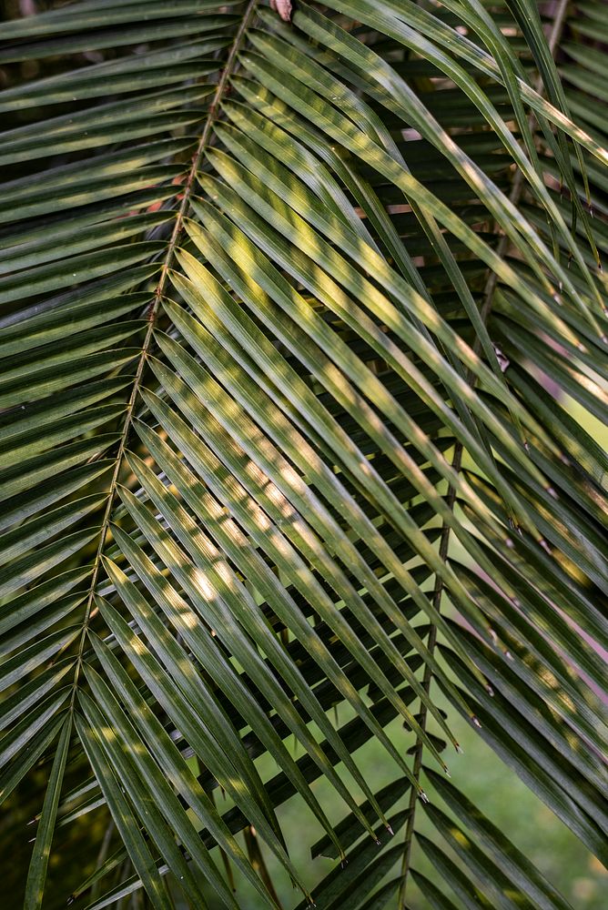 Tropical green palm leaves background