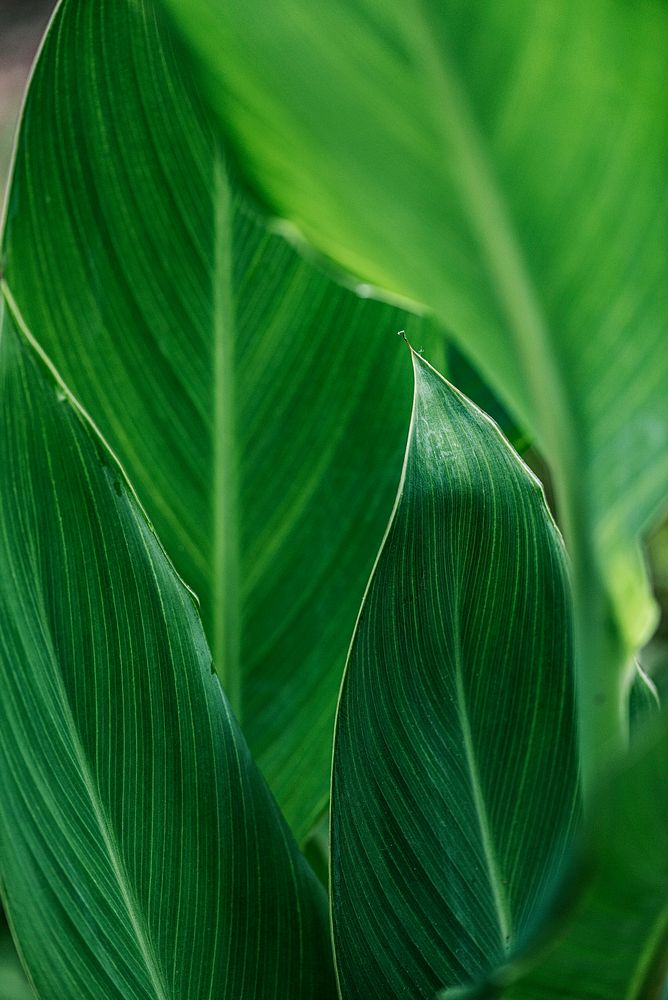 Close up of green Cigar flower leaves