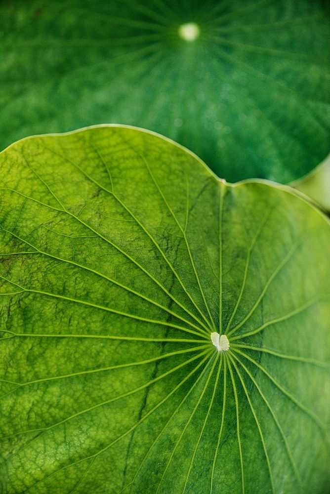 Round green water lily leaves macro photography