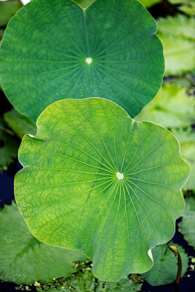 Round green lotus leaves in pond