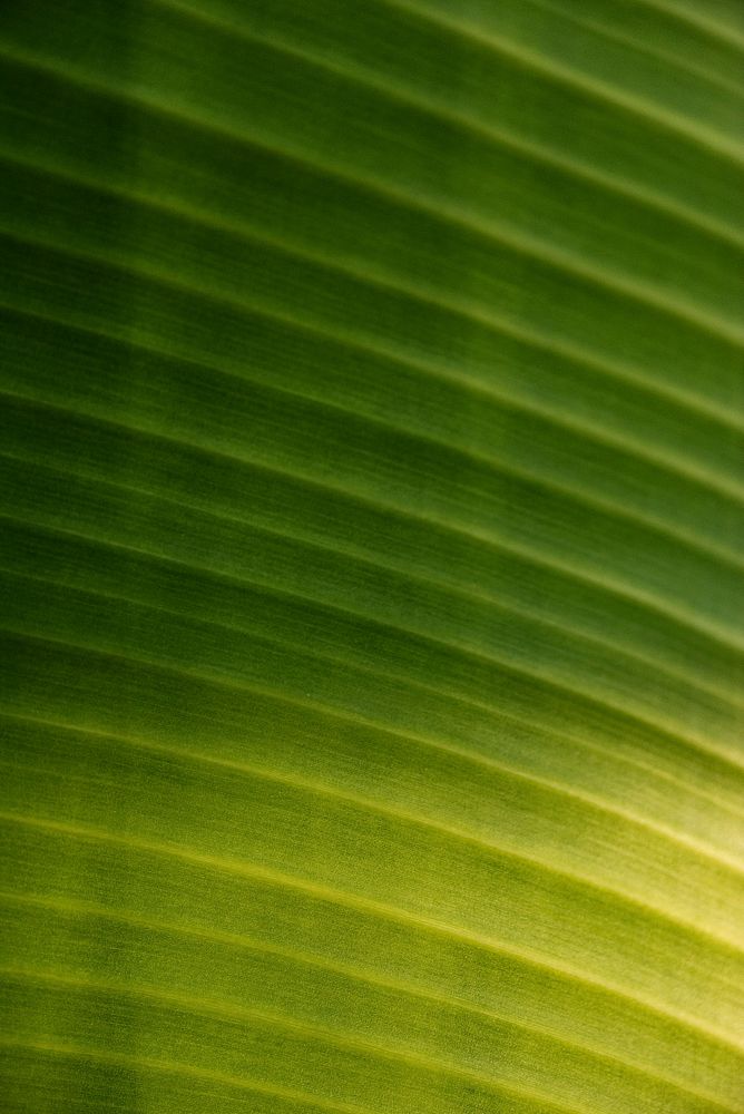 Close up of big green banana leaves
