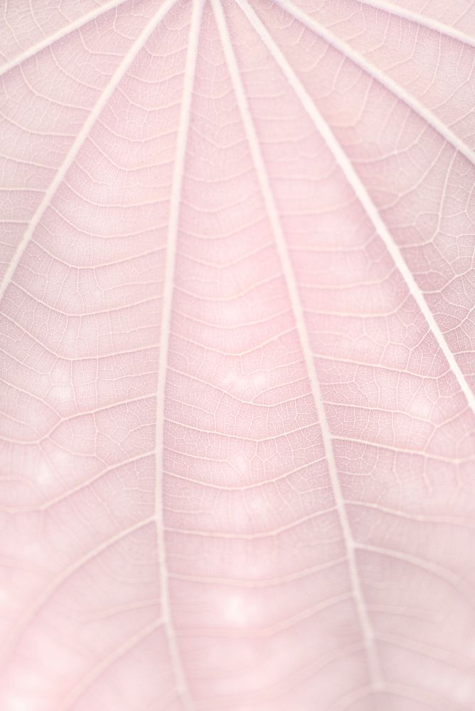 Line art pattern on pale pink dwarf white leaf texture macro photography
